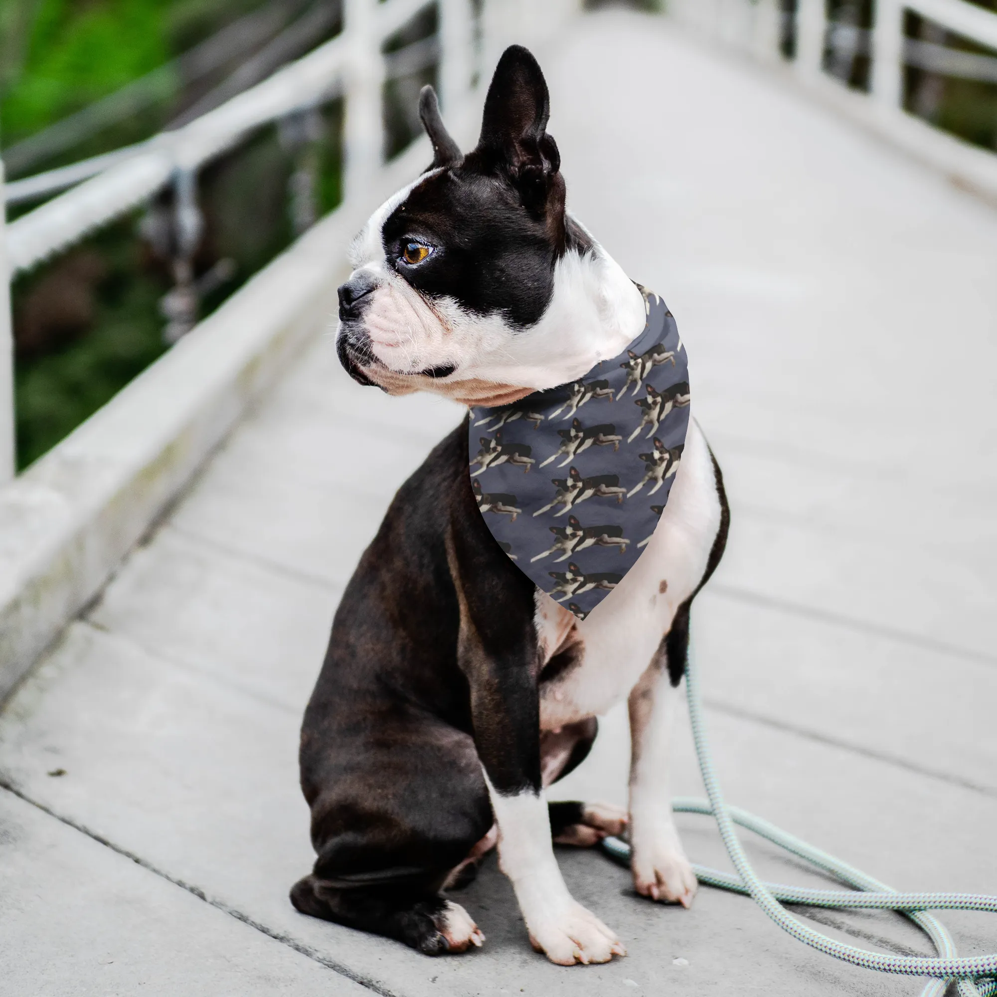 Boston Terrier Pet Bandana