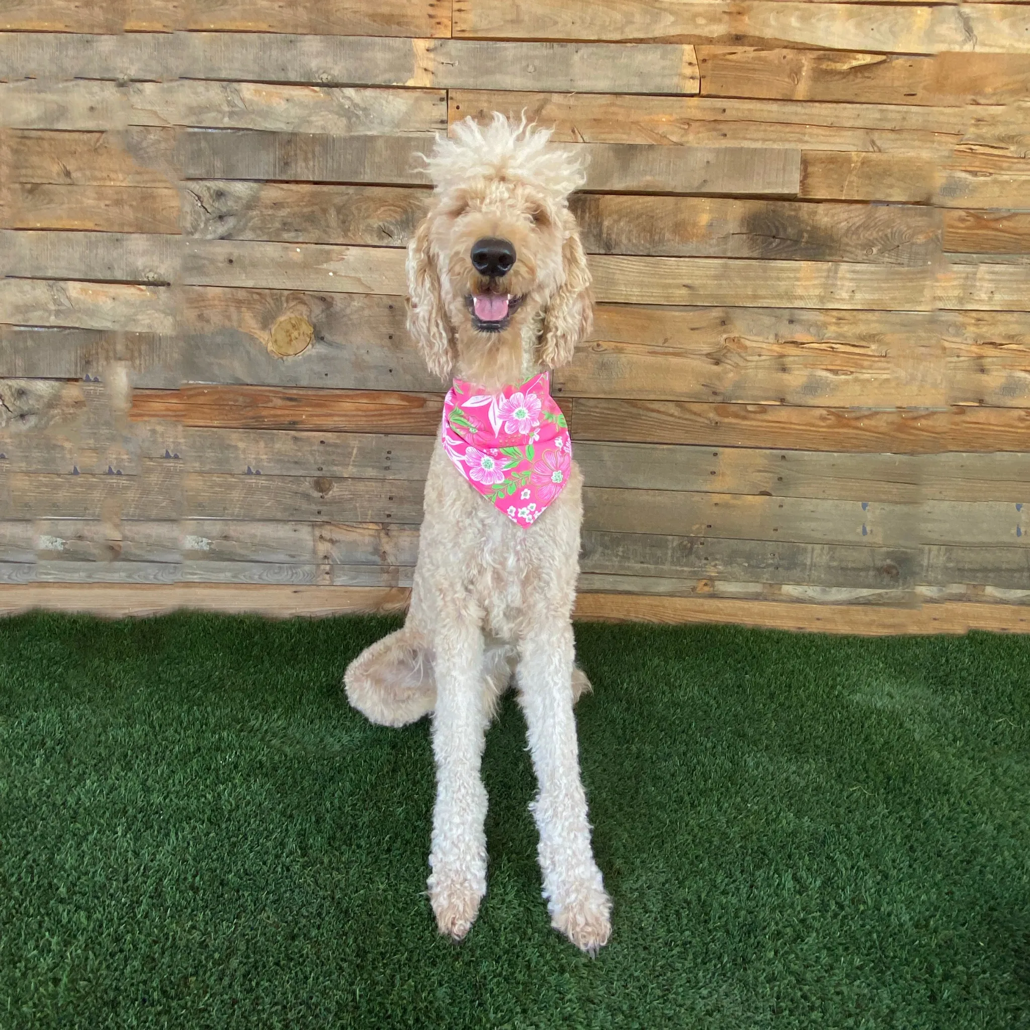 Hot Pink with Lime Green Floral Print Dog Swim scARF