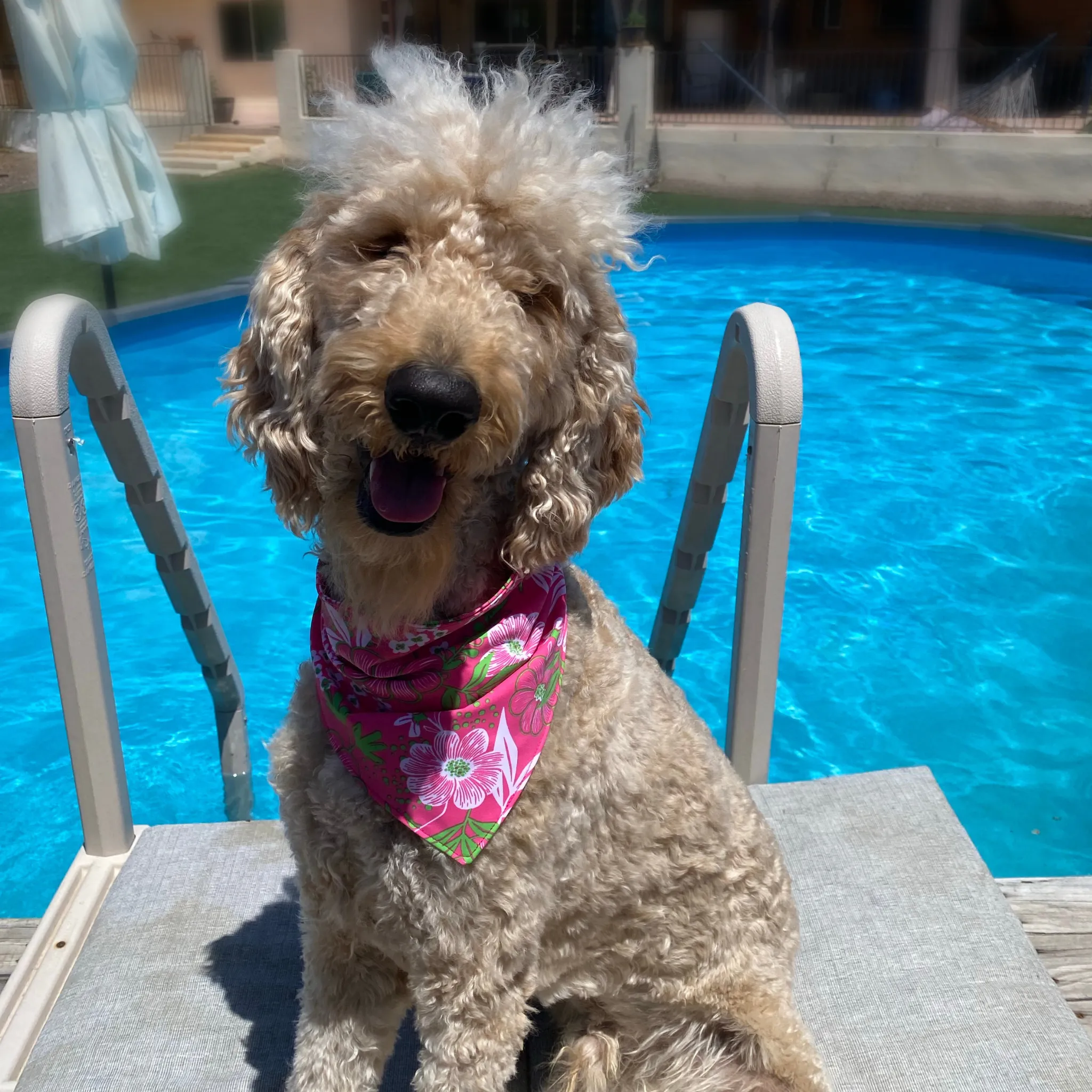 Hot Pink with Lime Green Floral Print Dog Swim scARF