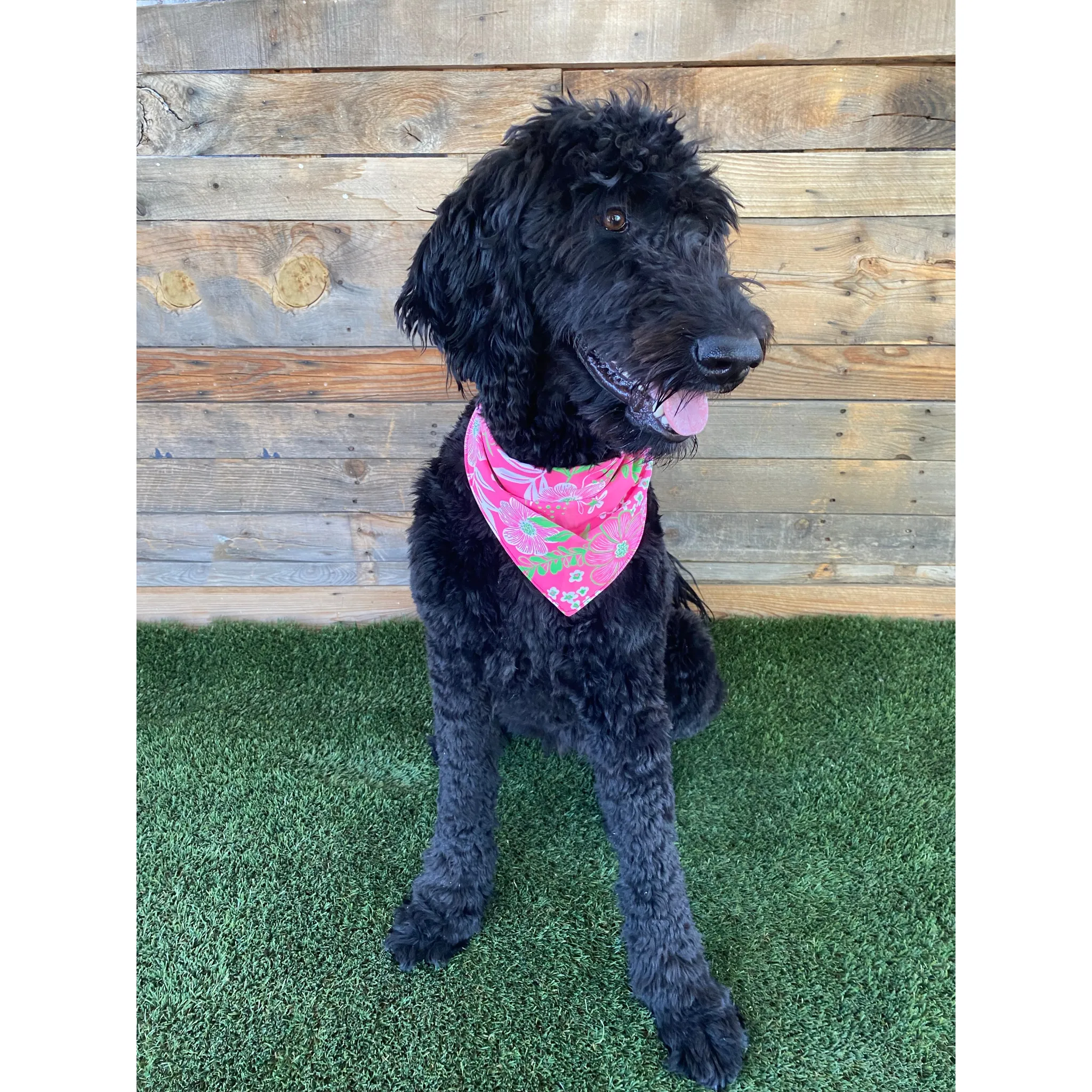 Hot Pink with Lime Green Floral Print Dog Swim scARF