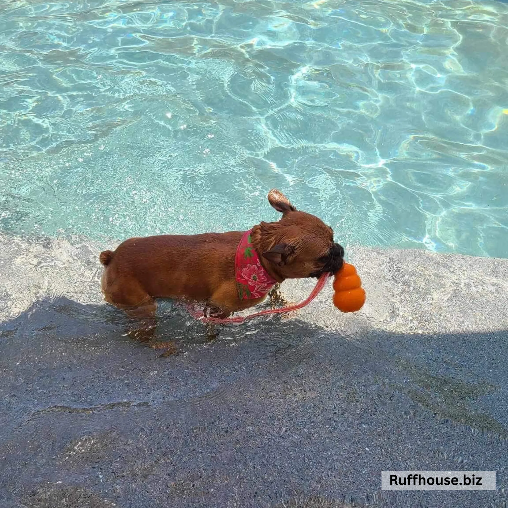 Hot Pink with Lime Green Floral Print Dog Swim scARF