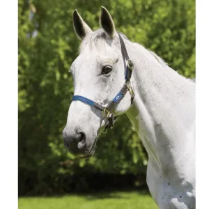 Kincade Leather Web Headcollar