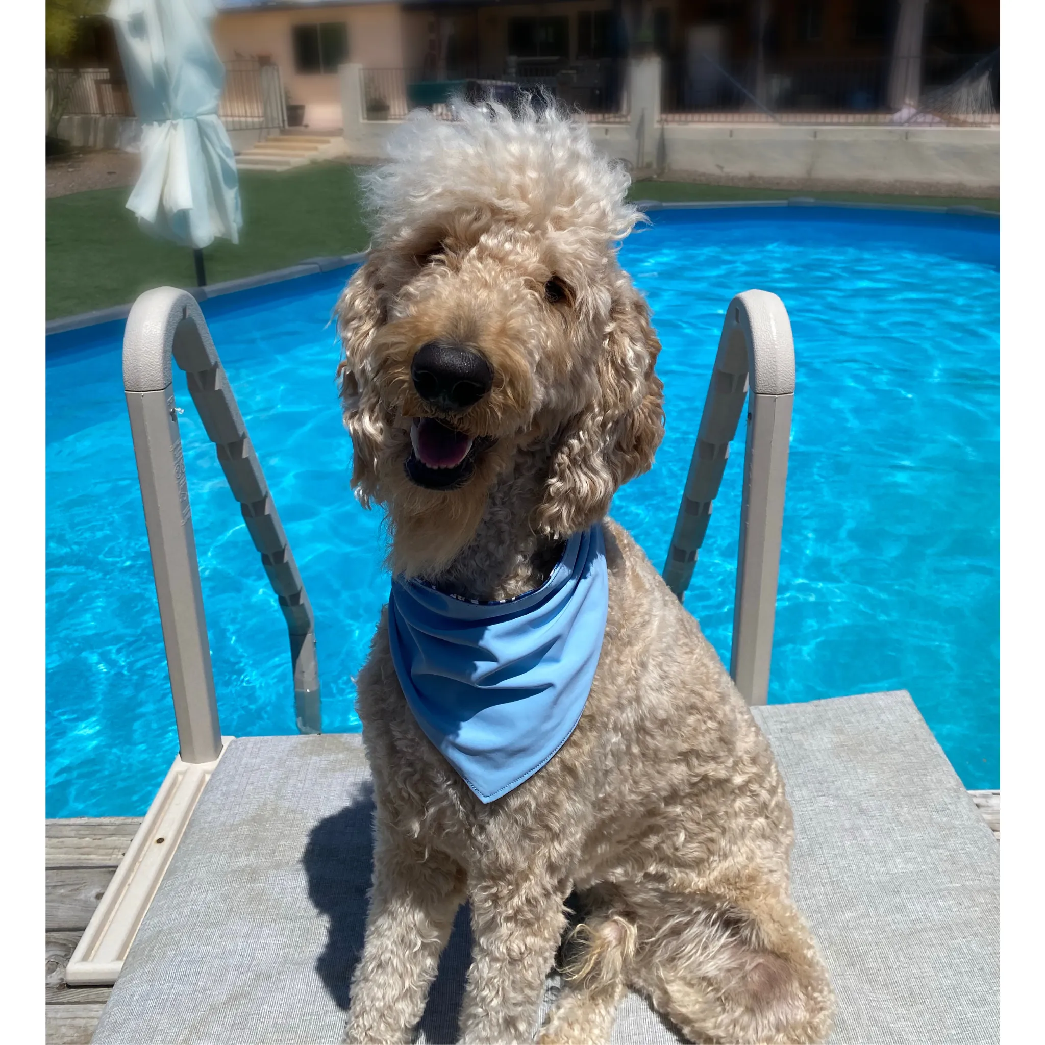 Reversible Light Blue and Navy Abstract Print Dog Swim scARF