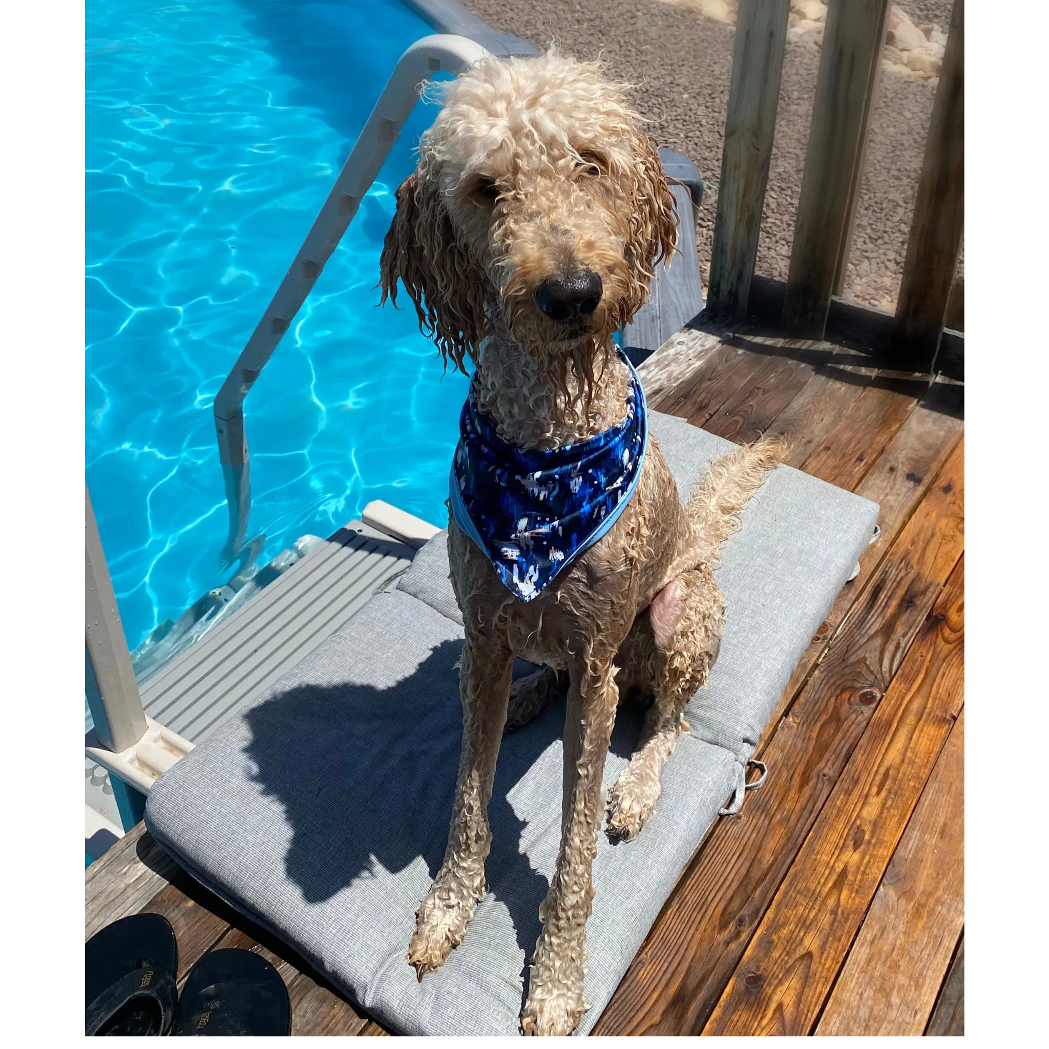 Reversible Light Blue and Navy Abstract Print Dog Swim scARF