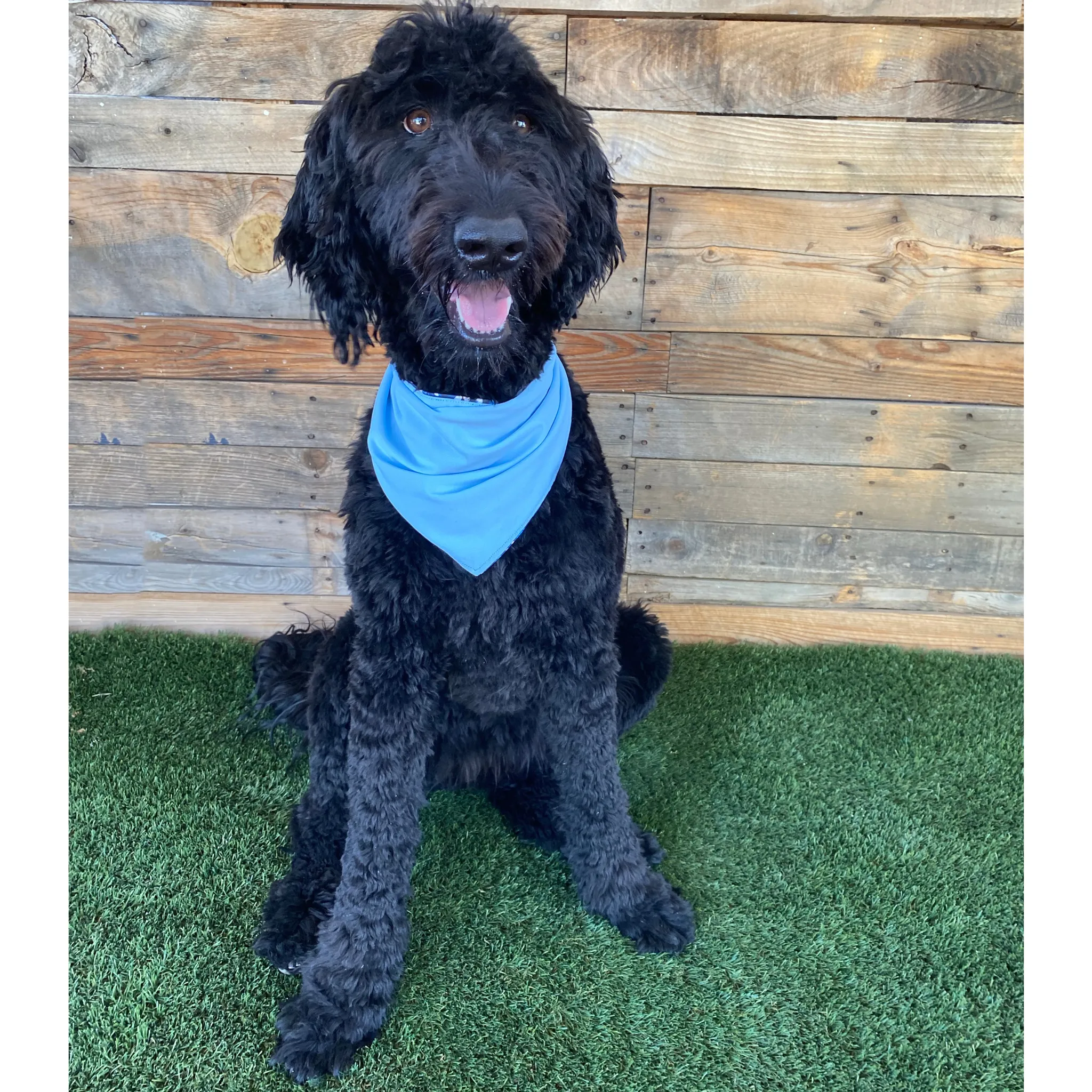 Reversible Light Blue and Navy Abstract Print Dog Swim scARF