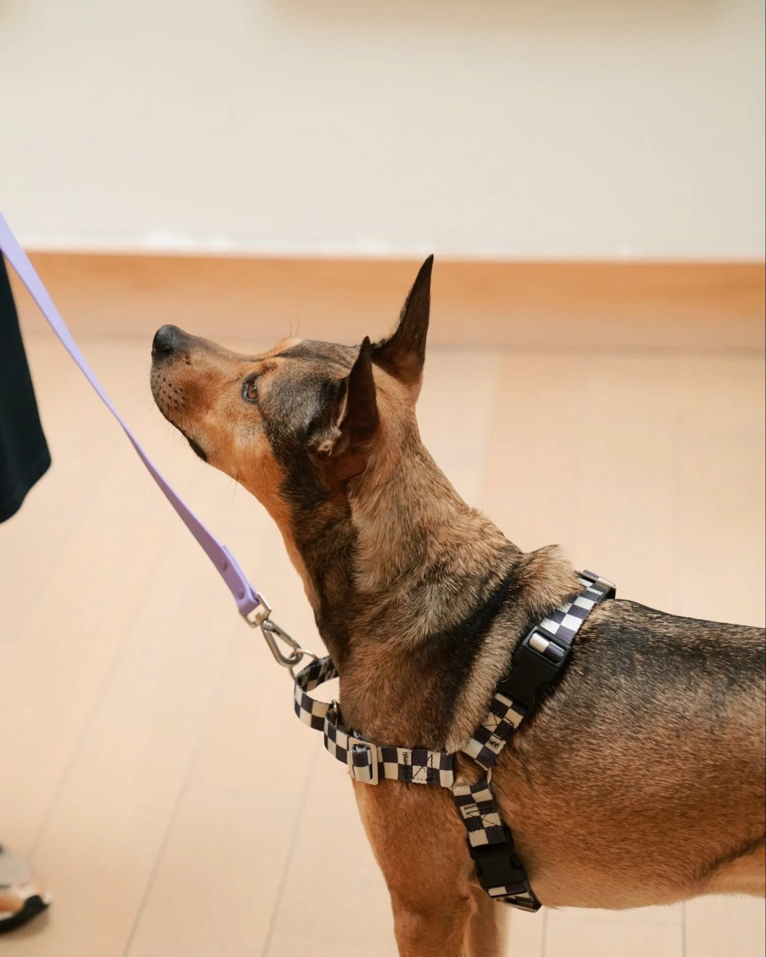 The Fritz Harness