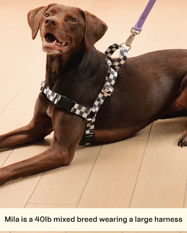 The Fritz Harness