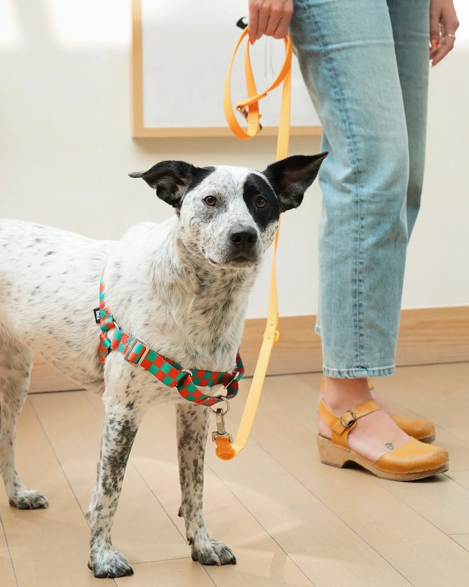 The Fritz Harness