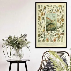 Vintage Ocean Sea Shell Life Wall Chart Poster Print